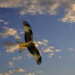 Red Kite in flight - George Philip