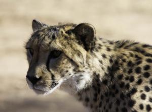 Cheetah-104