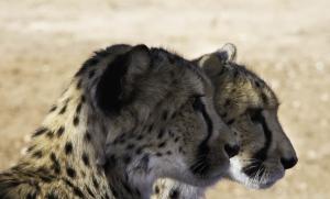 Cheetah-106