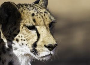Cheetah-111