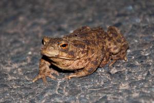 toad3
